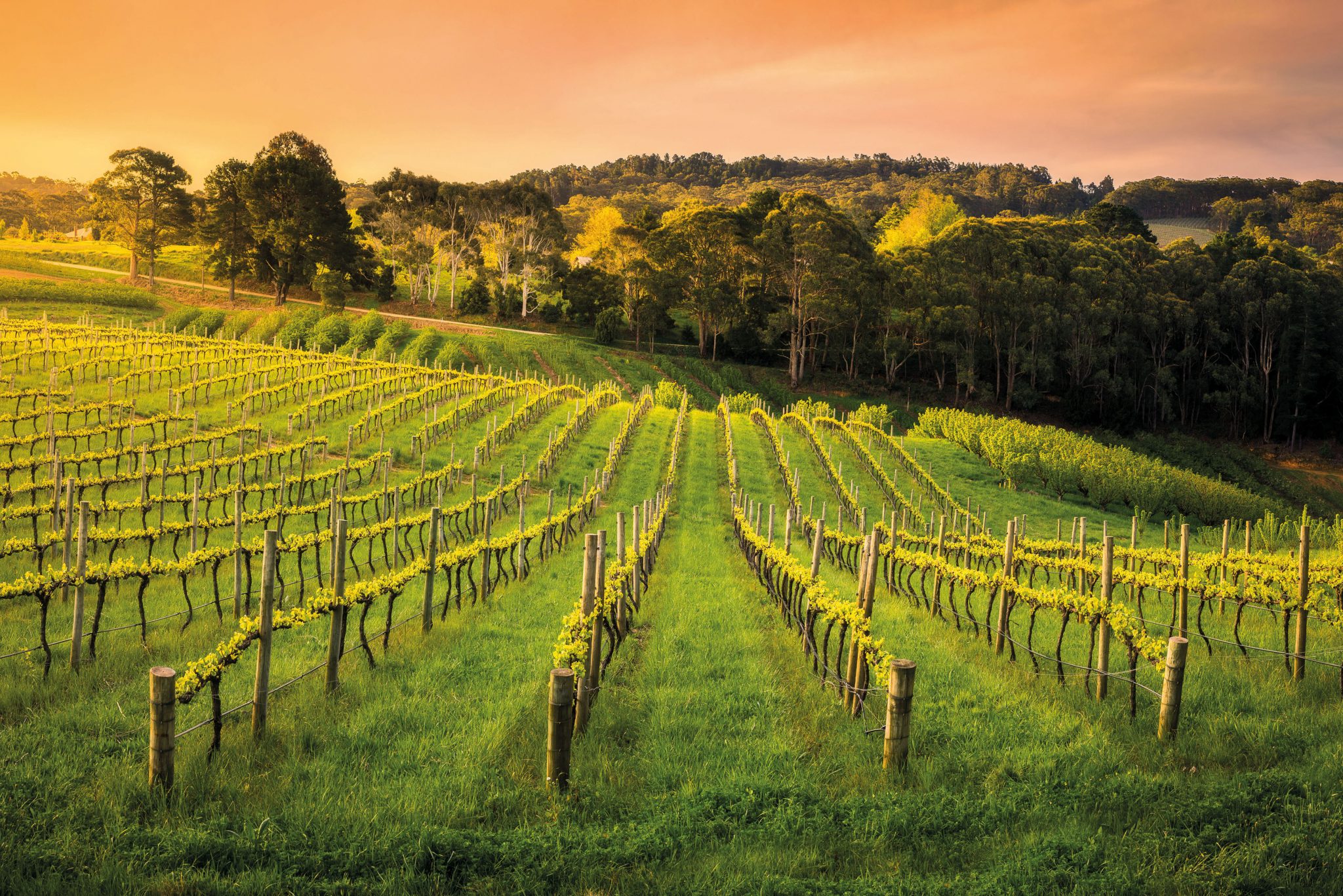 Take a drive in the Adelaide Hills Due South Australia
